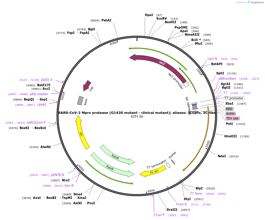 204776-plasmid-map-sequence-id-416356