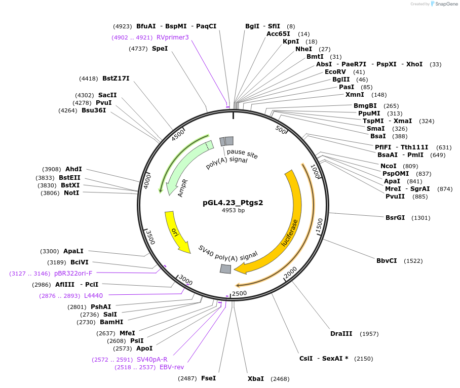 209519-plasmid-map-sequence-id-416358