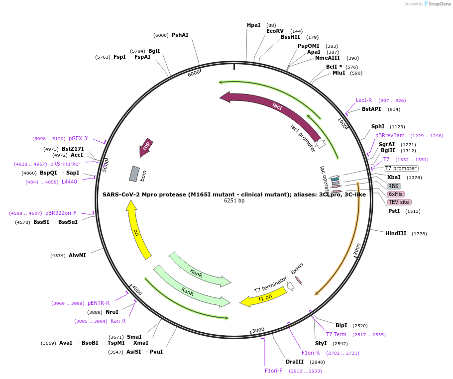 204778-plasmid-map-sequence-id-416361