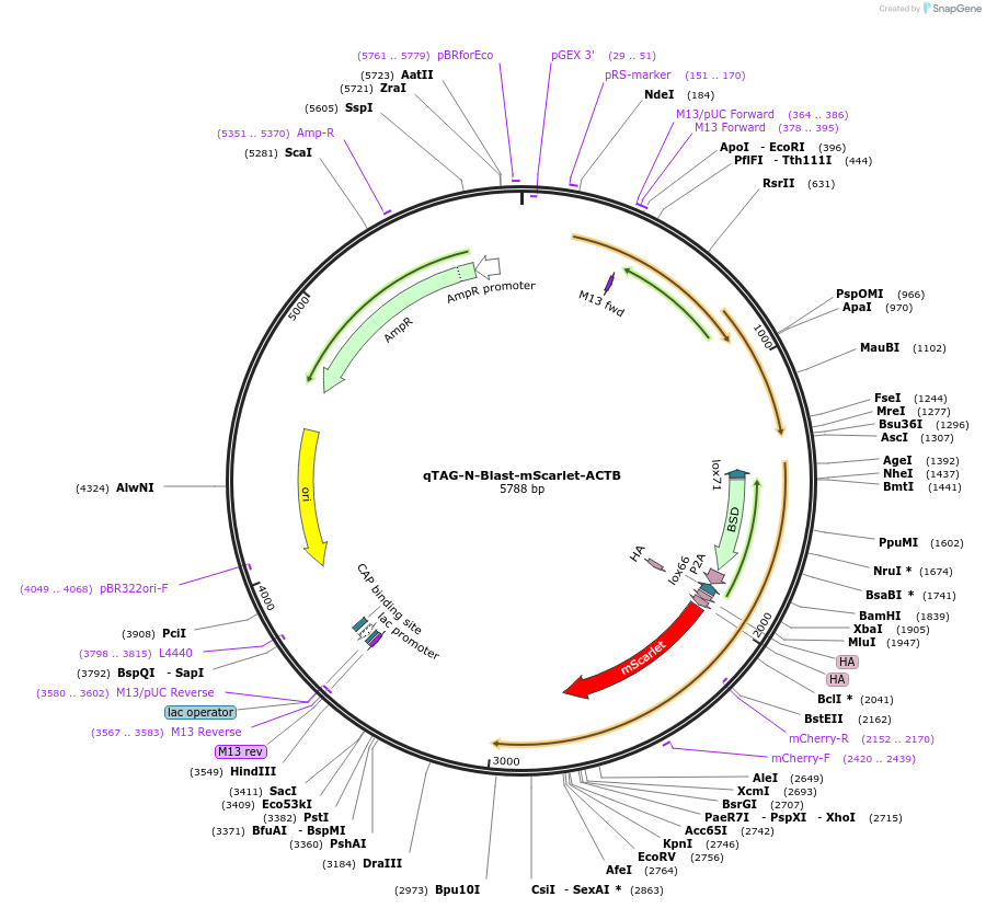 207753-plasmid-map-sequence-id-416363