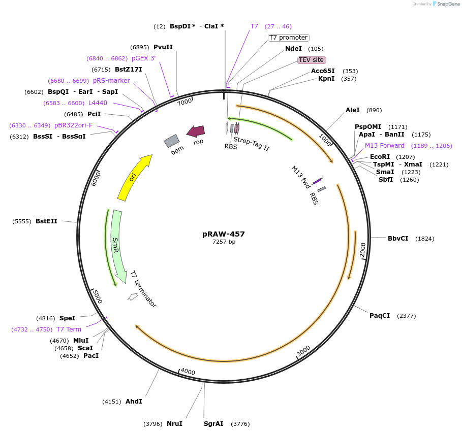 200213-plasmid-map-sequence-id-416373