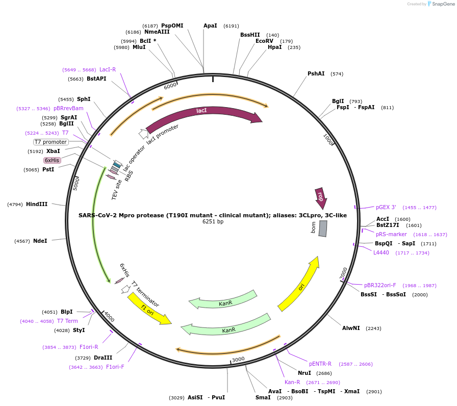 204786-plasmid-map-sequence-id-416374