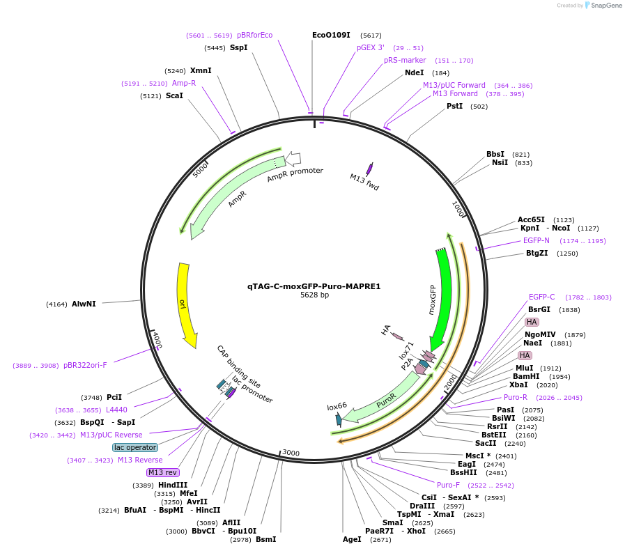 207794-plasmid-map-sequence-id-416380