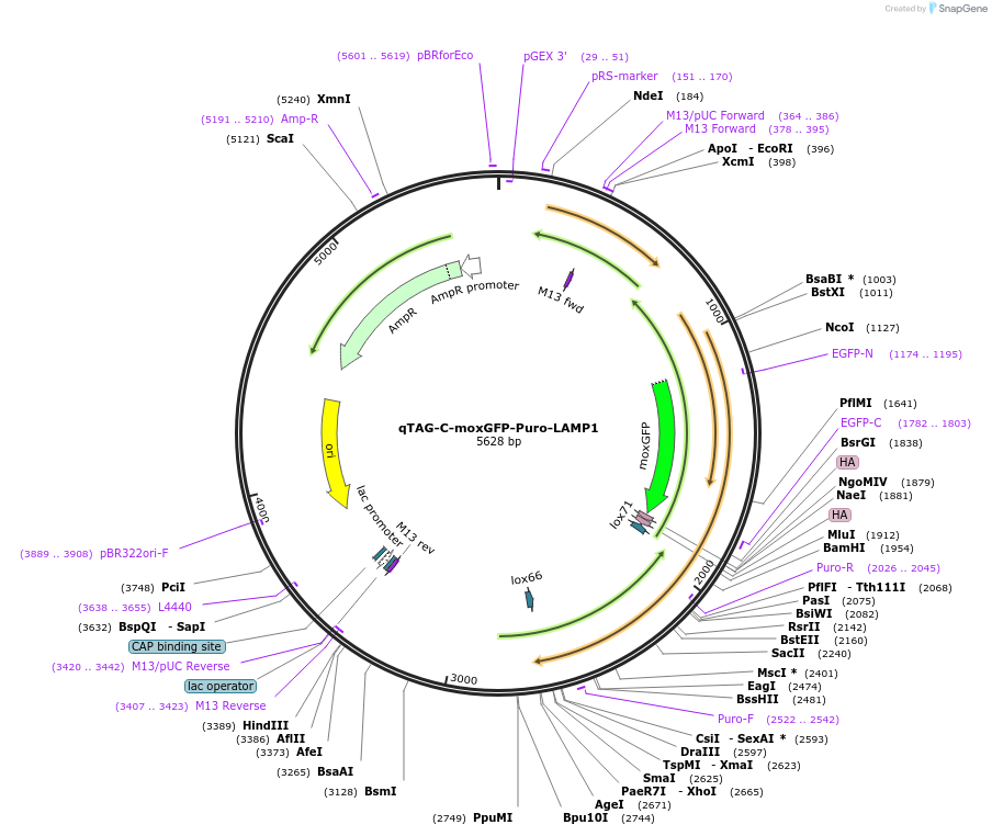207788-plasmid-map-sequence-id-416383