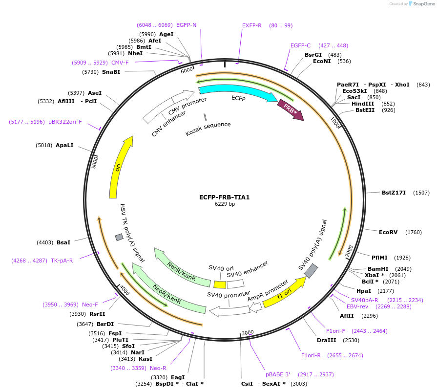 210304-plasmid-map-sequence-id-416390