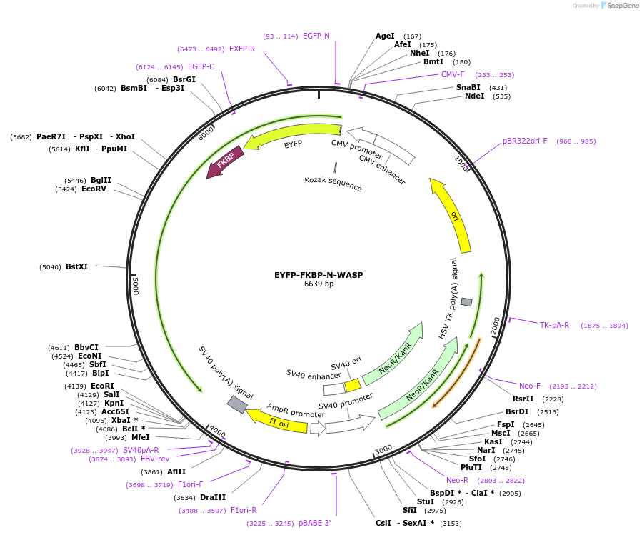 210302-plasmid-map-sequence-id-416393