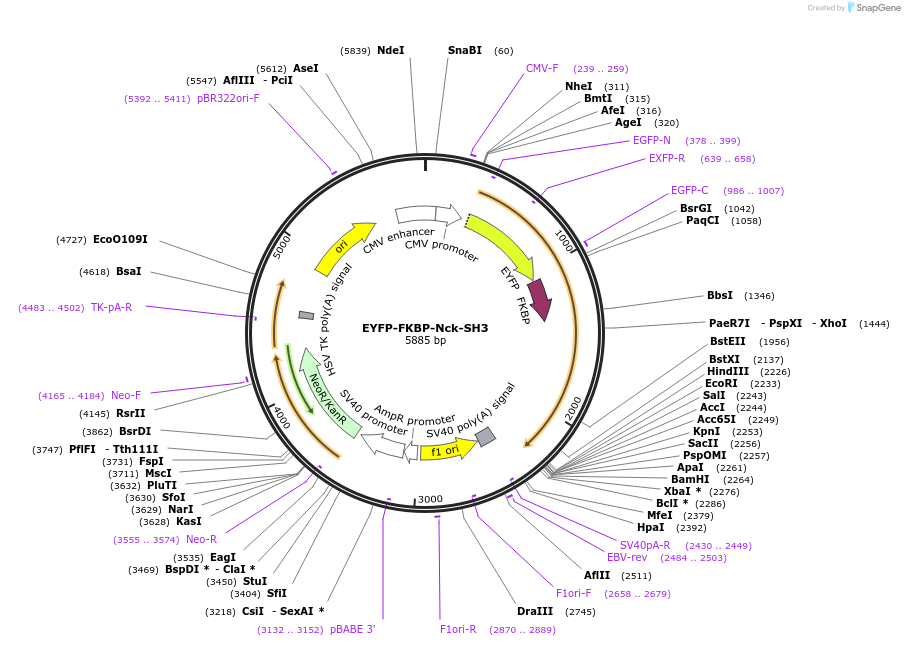 210299-plasmid-map-sequence-id-416396