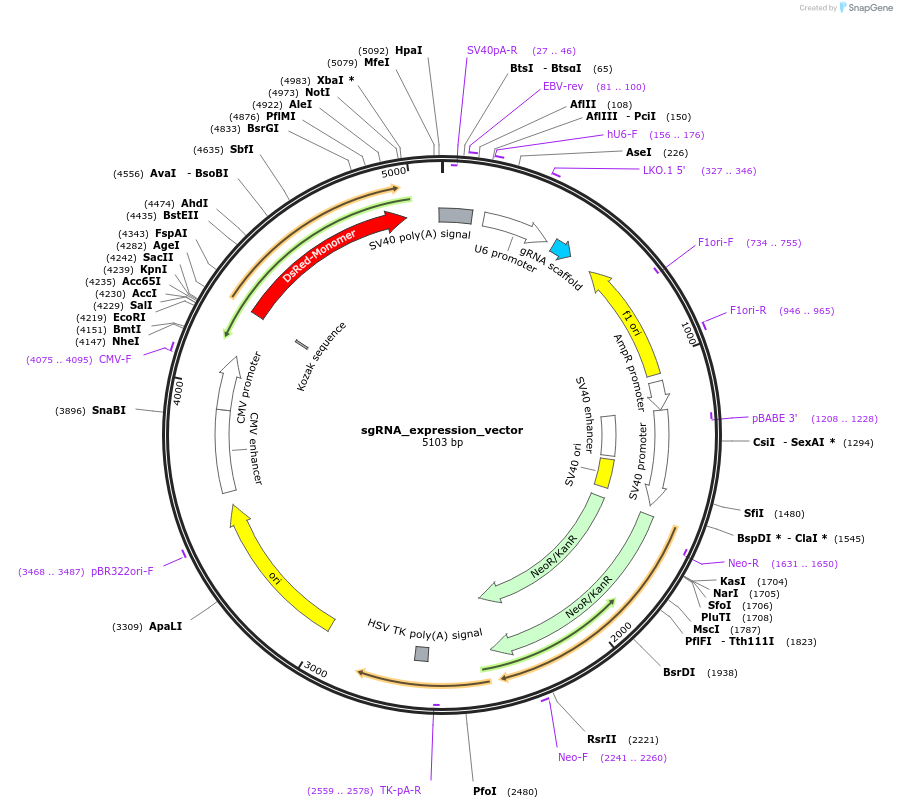 210212-plasmid-map-sequence-id-416400