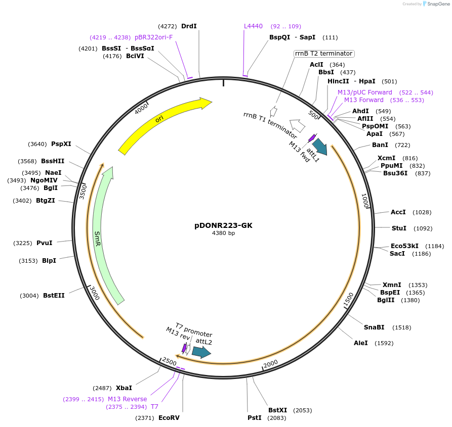 23872-plasmid-map-sequence-id-416401