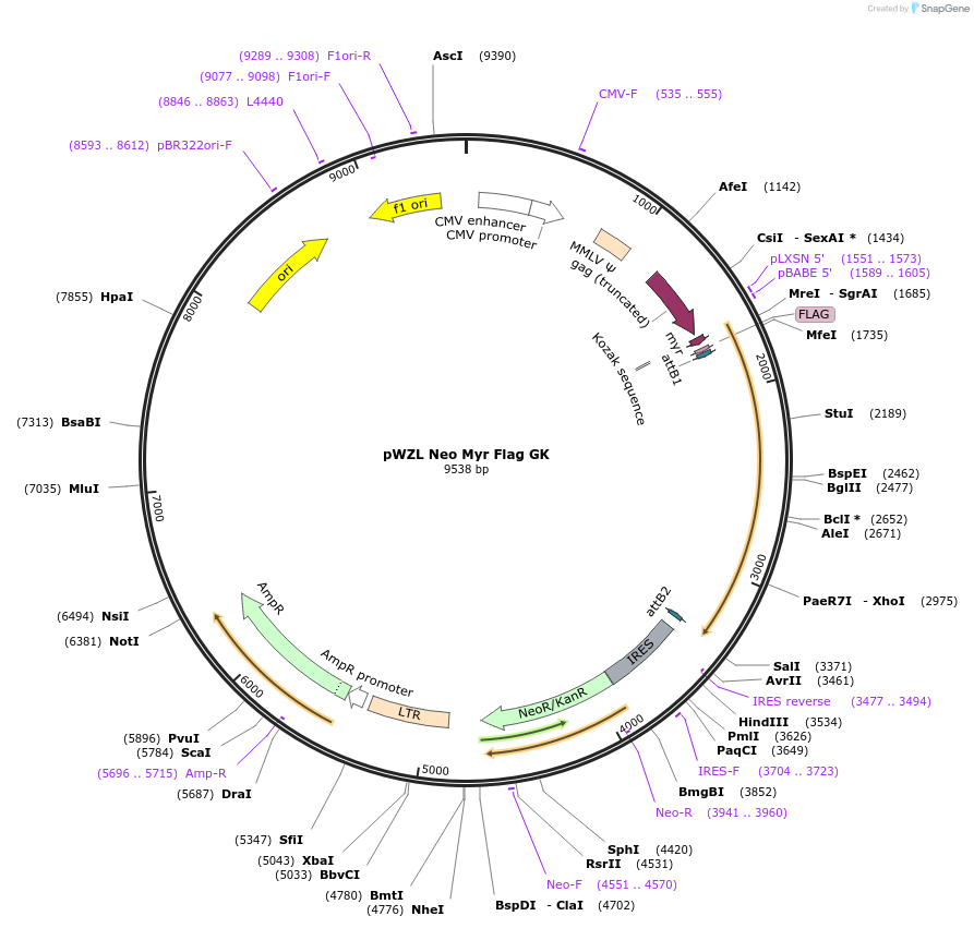 20493-plasmid-map-sequence-id-416405
