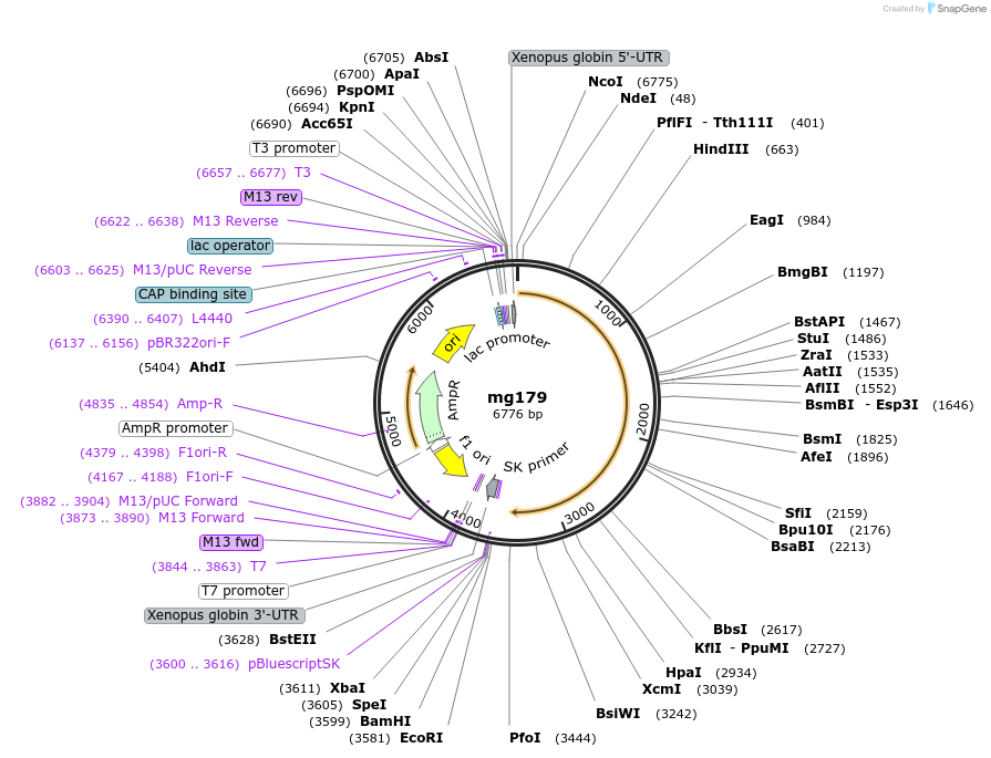 34659-plasmid-map-sequence-id-41643