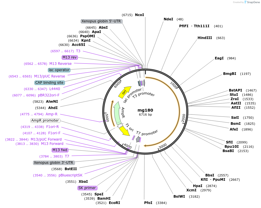 34660-plasmid-map-sequence-id-41644