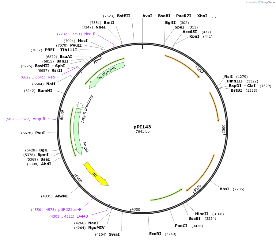 207427-plasmid-map-sequence-id-416452