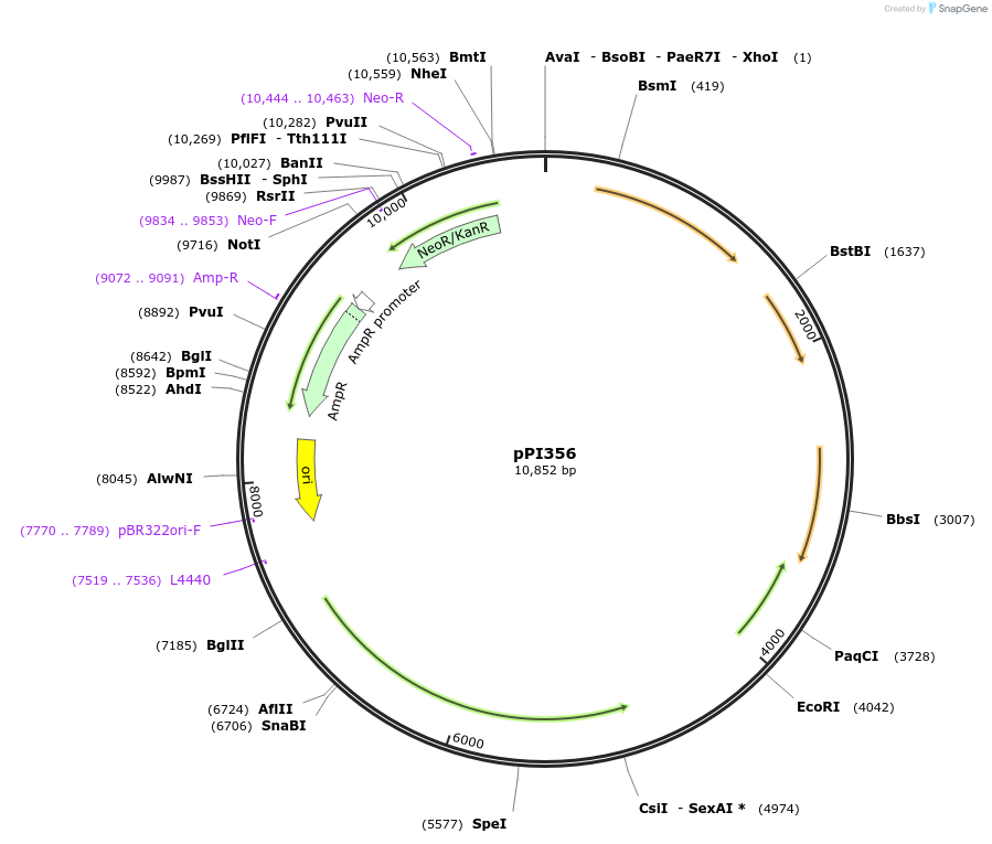 207449-plasmid-map-sequence-id-416454