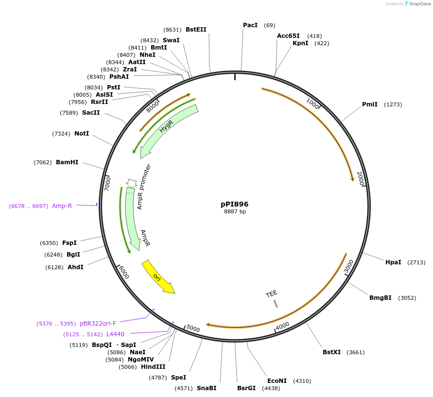 207453-plasmid-map-sequence-id-416455