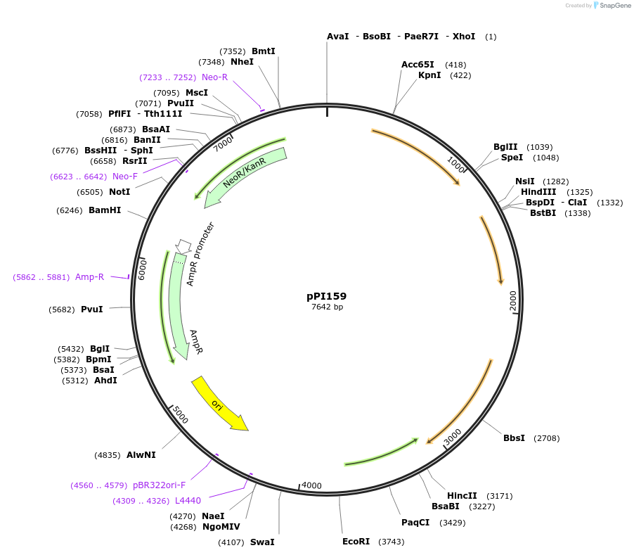 207430-plasmid-map-sequence-id-416459