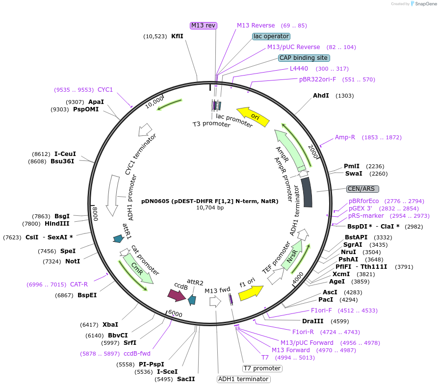 210487-plasmid-map-sequence-id-416474