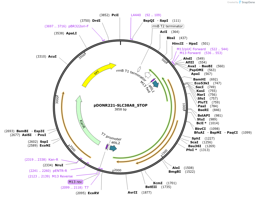 161248-plasmid-map-sequence-id-416478