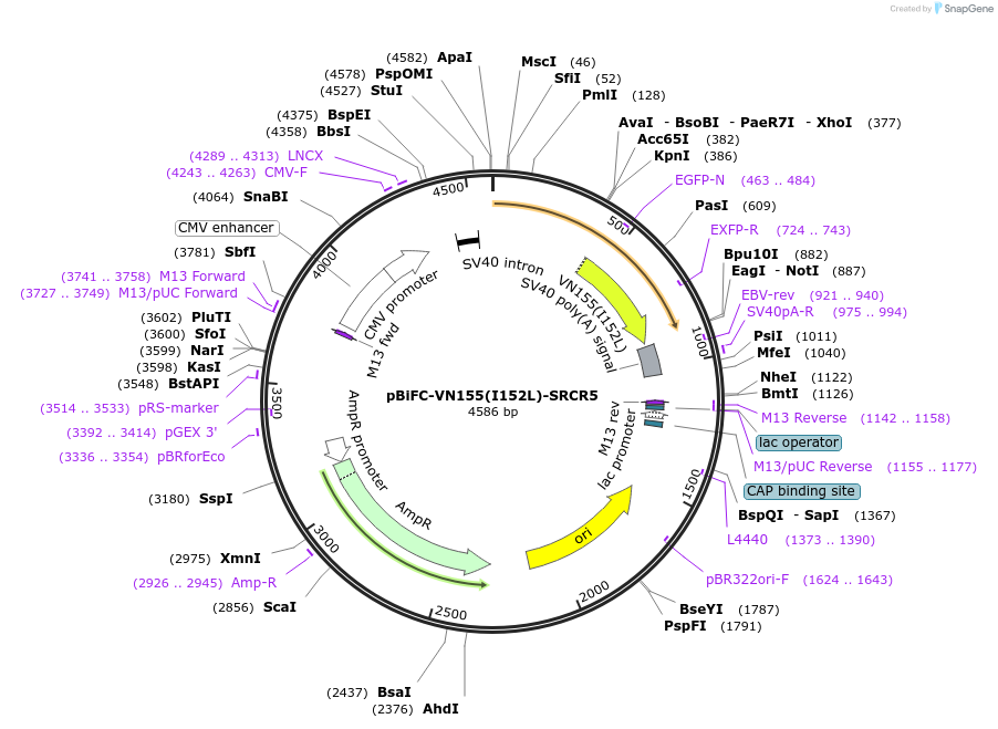 207993-plasmid-map-sequence-id-416486
