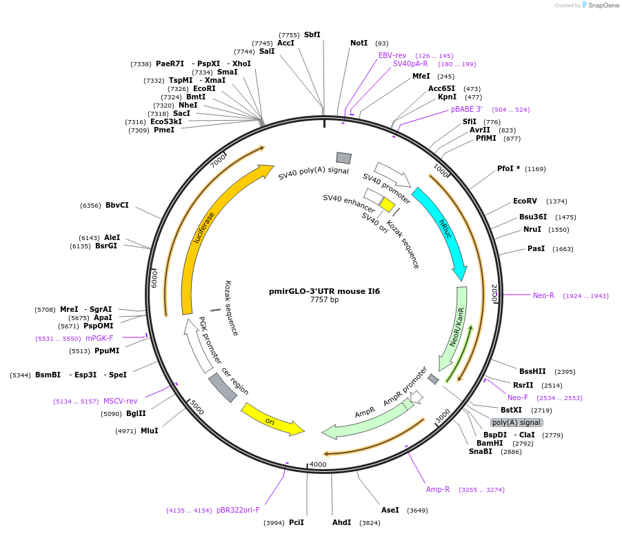 207126-plasmid-map-sequence-id-416493