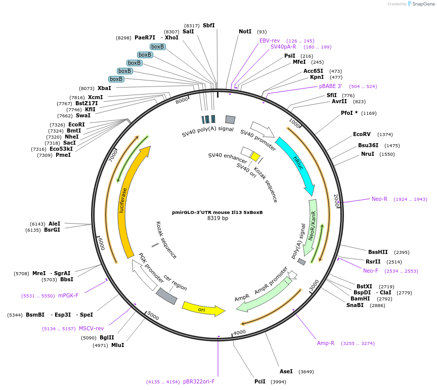 207128-plasmid-map-sequence-id-416499