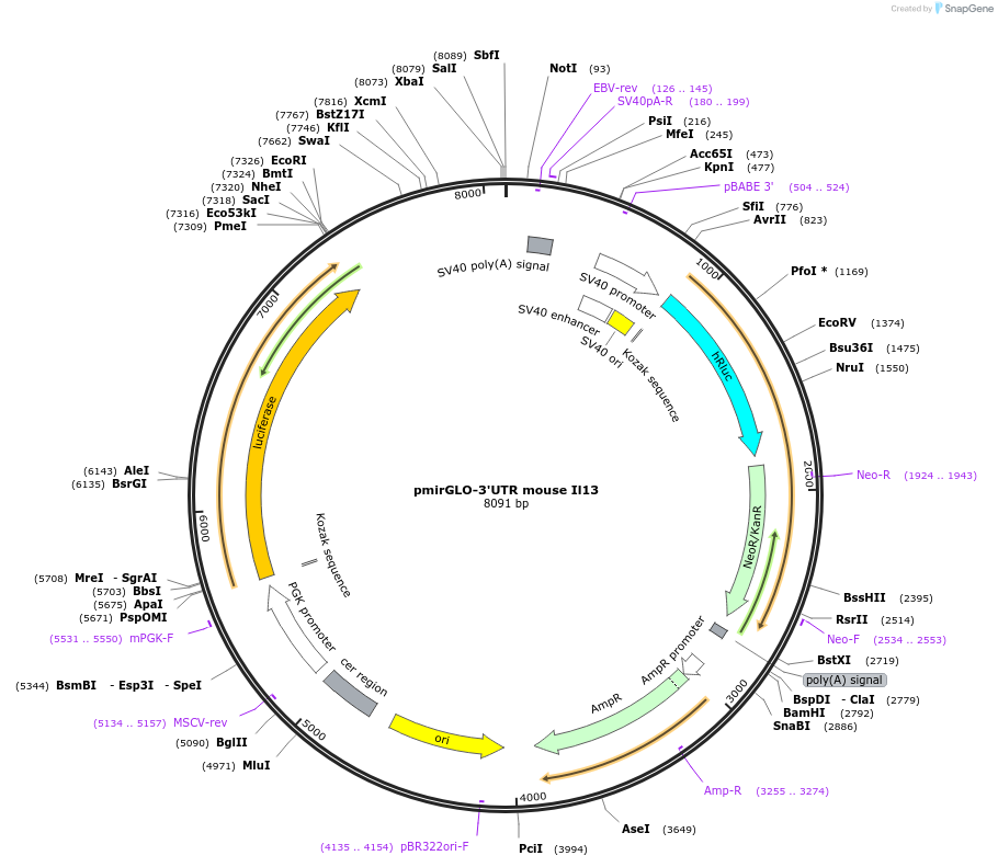 207125-plasmid-map-sequence-id-416500