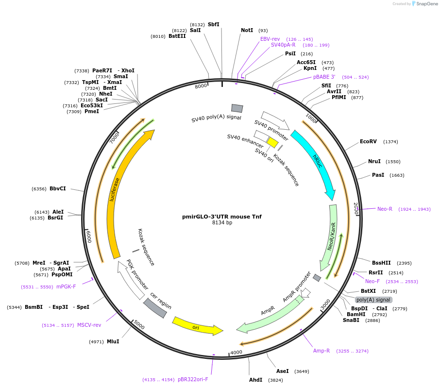 207127-plasmid-map-sequence-id-416501