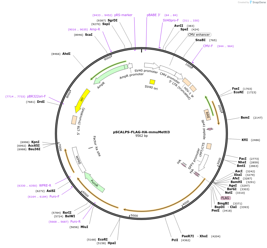 207122-plasmid-map-sequence-id-416503