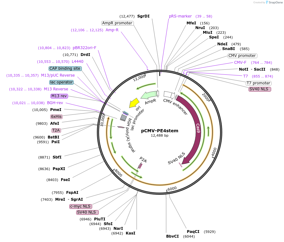 208768-plasmid-map-sequence-id-416511