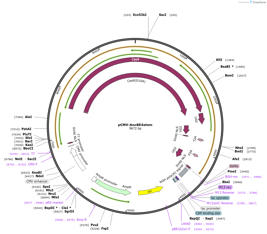 208766-plasmid-map-sequence-id-416523