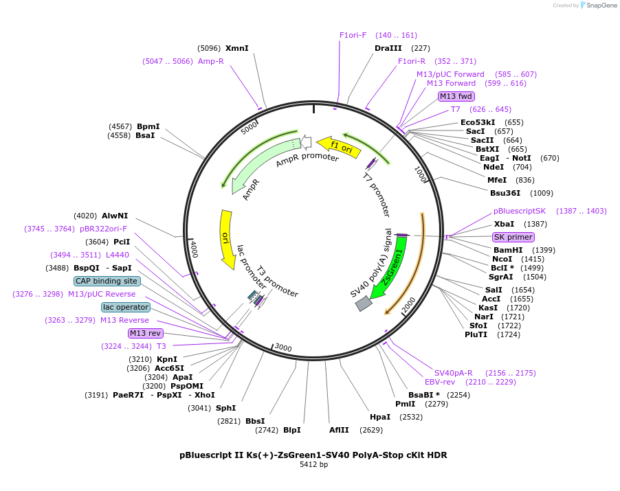 207135-plasmid-map-sequence-id-416545