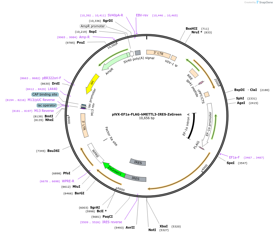 207123-plasmid-map-sequence-id-416547