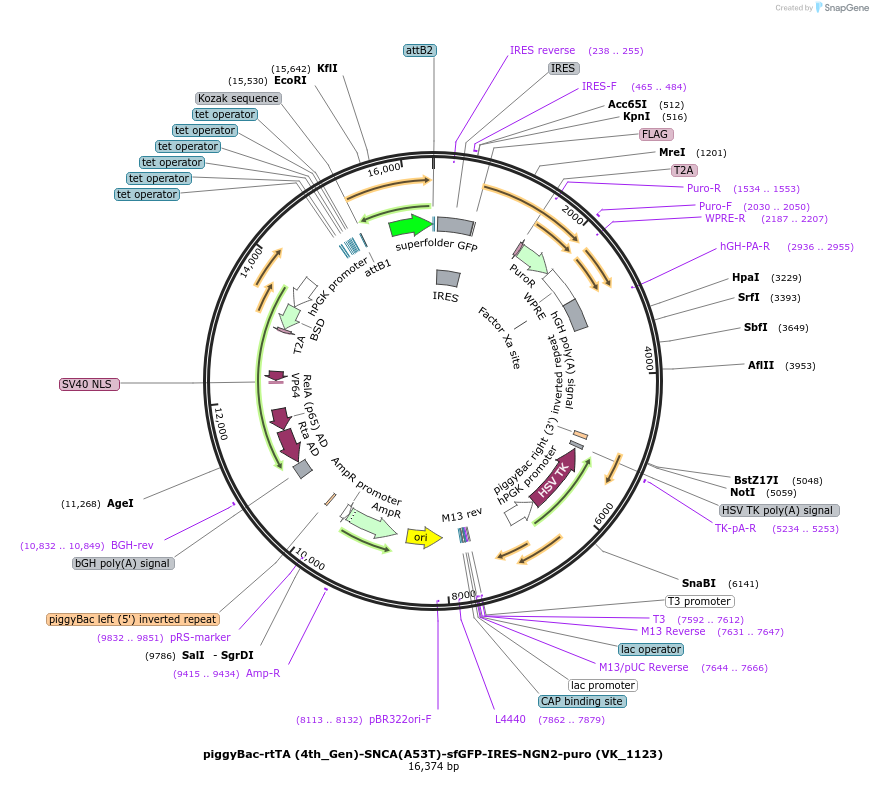 209080-plasmid-map-sequence-id-416548