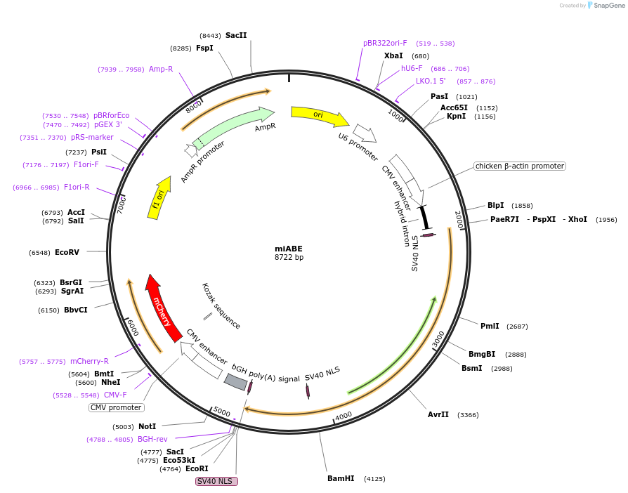 205412-plasmid-map-sequence-id-416556