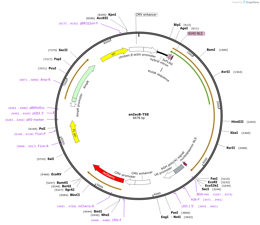 205411-plasmid-map-sequence-id-416557