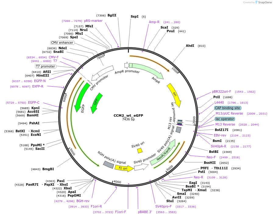 208876-plasmid-map-sequence-id-416570