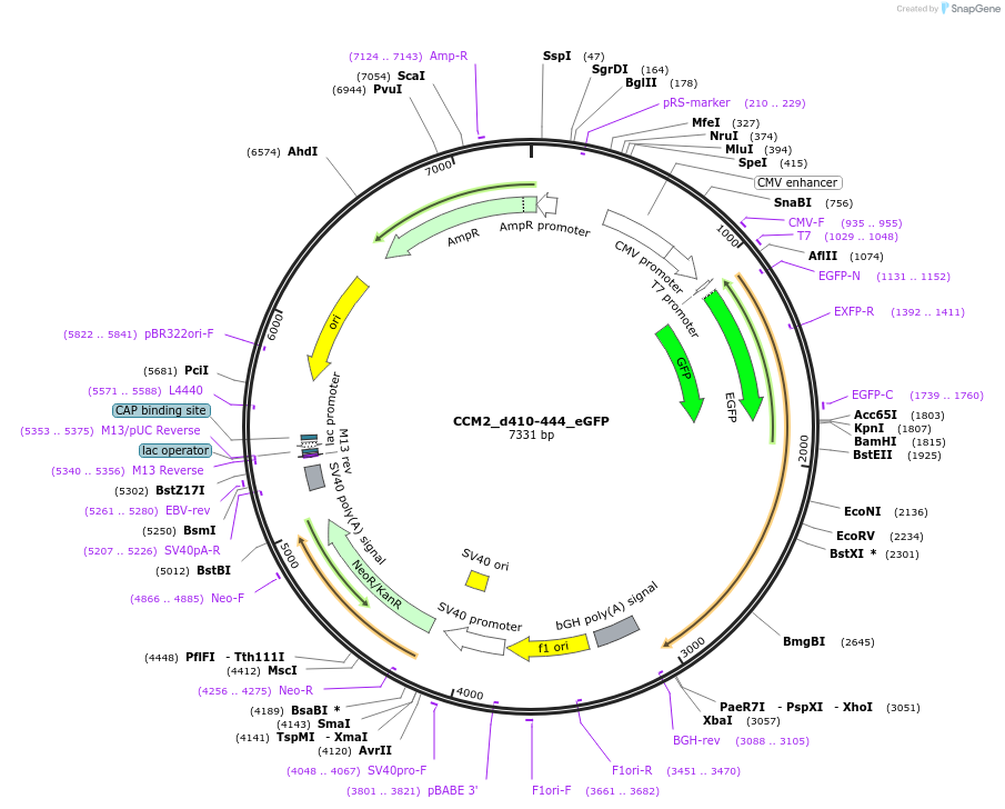 208877-plasmid-map-sequence-id-416575