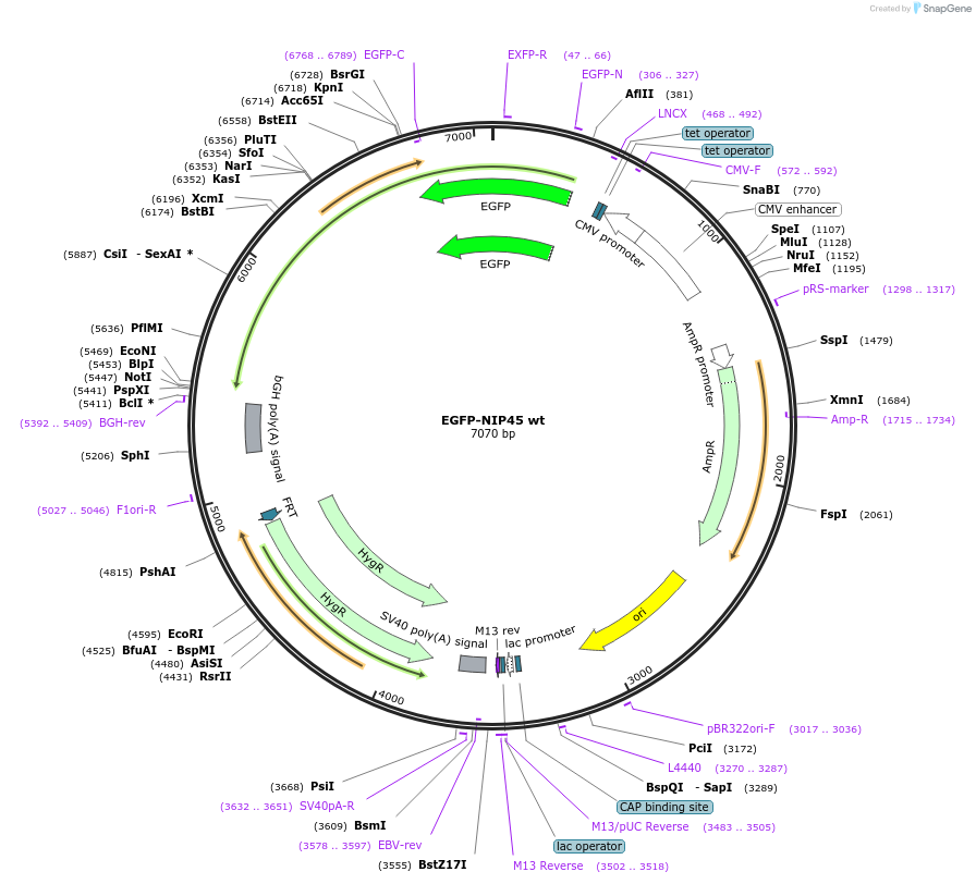 210262-plasmid-map-sequence-id-416599