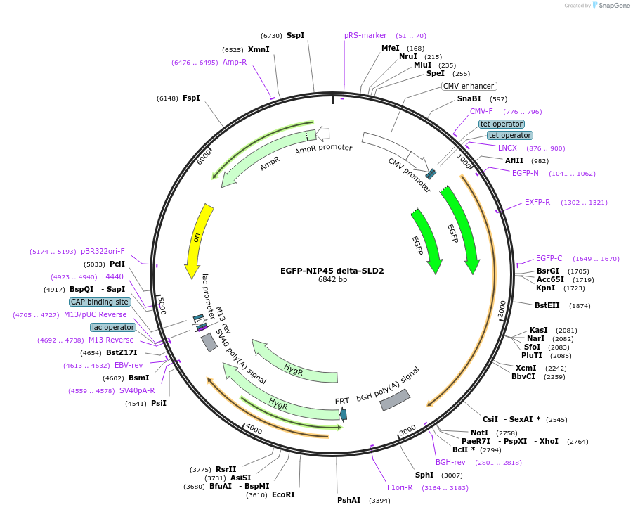 210263-plasmid-map-sequence-id-416600