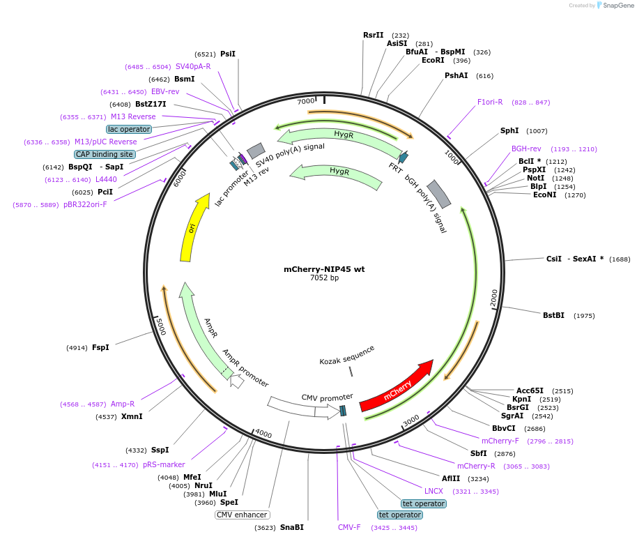 210266-plasmid-map-sequence-id-416602