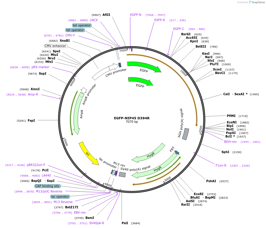 210265-plasmid-map-sequence-id-416603