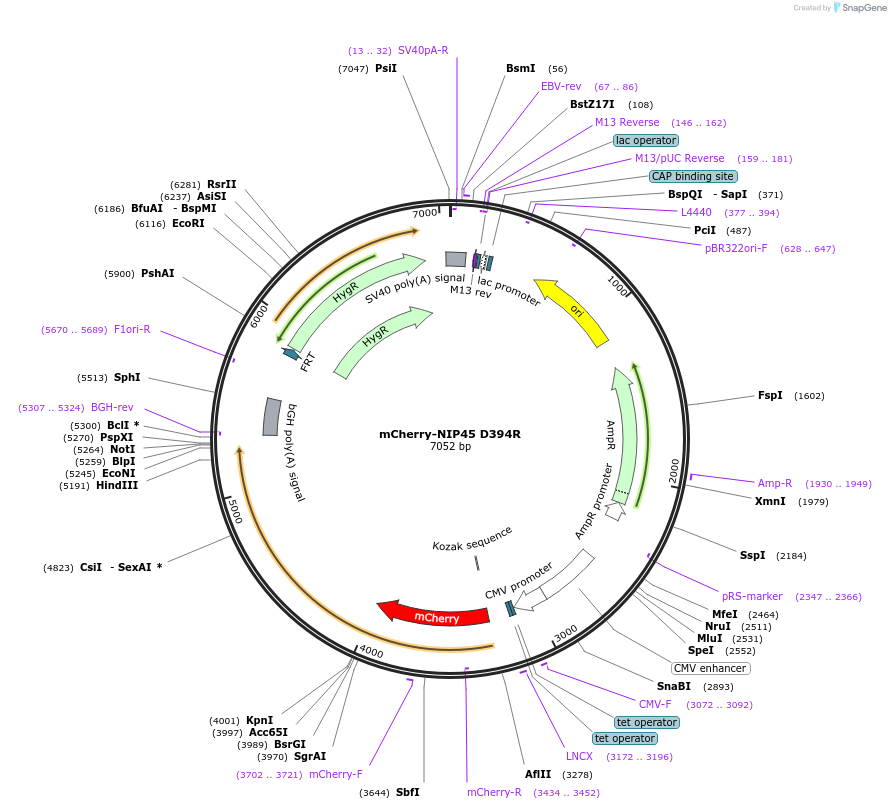 210267-plasmid-map-sequence-id-416604