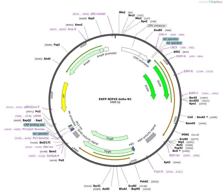 210268-plasmid-map-sequence-id-416607