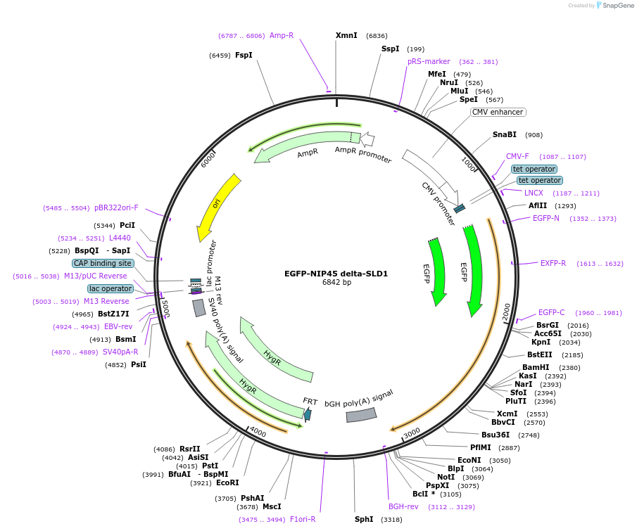 210264-plasmid-map-sequence-id-416608