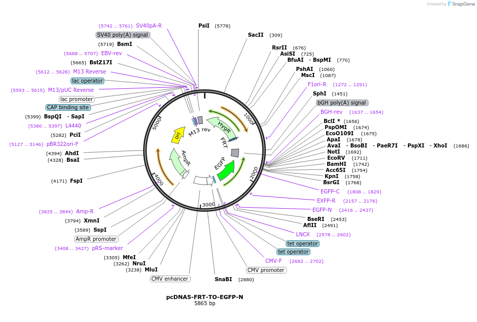 210270-plasmid-map-sequence-id-416609