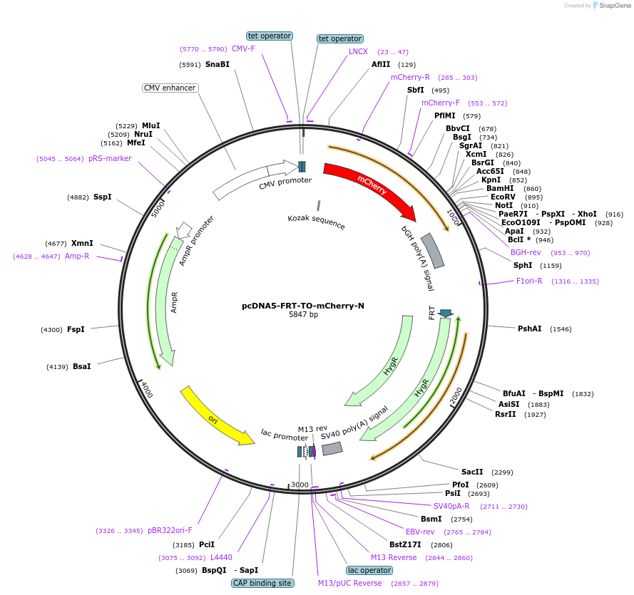 210271-plasmid-map-sequence-id-416611