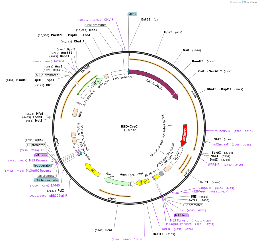 209672-plasmid-map-sequence-id-416614
