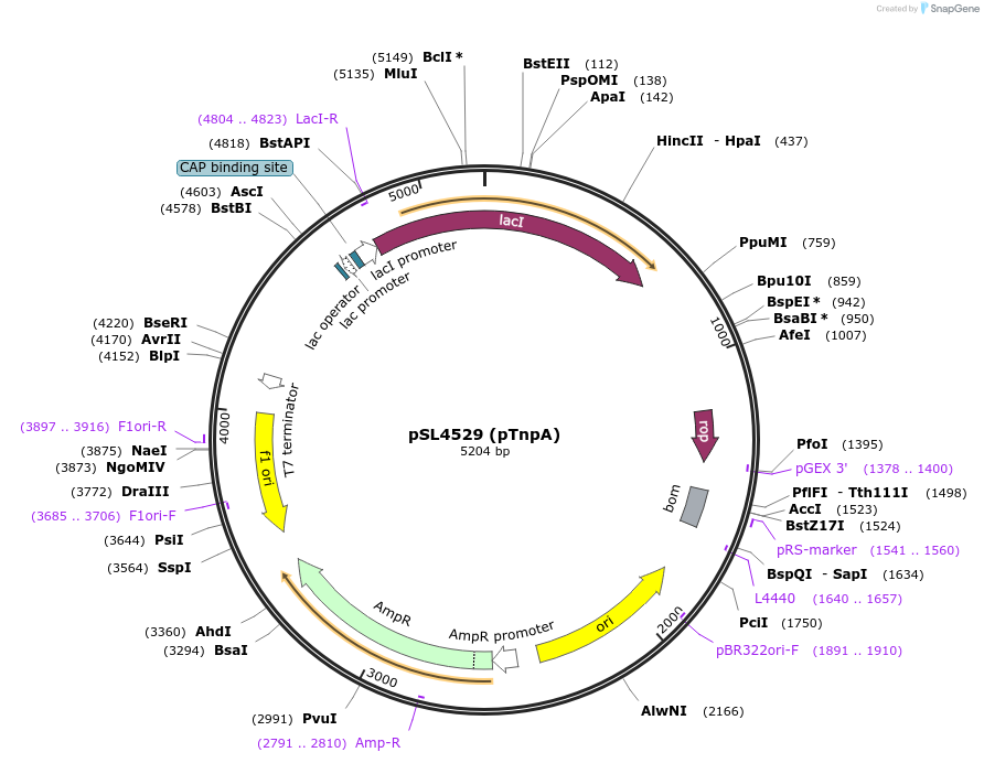 210869-plasmid-map-sequence-id-416615