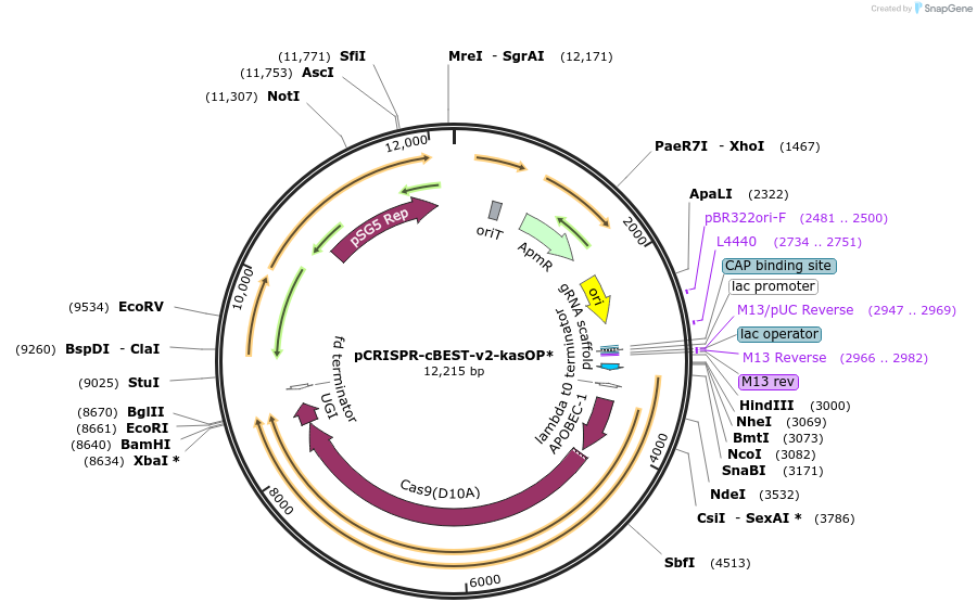 209447-plasmid-map-sequence-id-416622