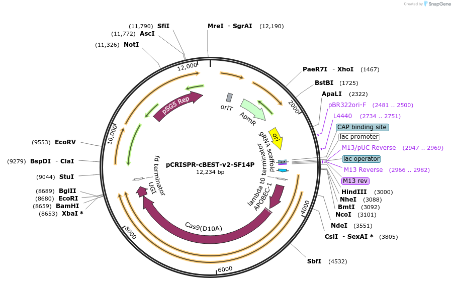 209448-plasmid-map-sequence-id-416625